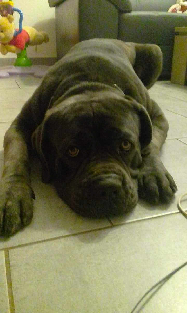 Lasko