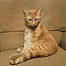cat, ginger_cat, orange_tabby, feline, pet, animal, sitting, couch, indoors, portrait, whiskers, ears, eyes, fur, striped_fur, paws, relaxed, serious_expression, home, furniture