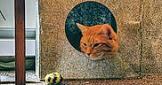 Henry is registered to the contest to win money with this photo: cat, orange_cat, feline, pet, animal, face, head, ears, whiskers, eyes, cardboard, box, hideout, circular_opening, indoors, carpet, floor, toy_ball, furniture, playful