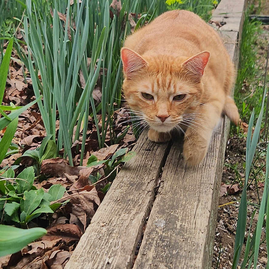 Henry