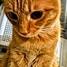 cat, orange_tabby, ginger_cat, feline, pet, animal, closeup, portrait, whiskers, fur, striped_fur, large_eyes, ears, nose, indoor, home, sitting, curious, adorable, photography