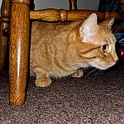 Henry is registered to the contest to win money with this photo: cat, orange_tabby, feline, pet, animal, crouching, sitting, indoors, wooden_chair, furniture, carpet, floor, whiskers, ears, eyes, fur, striped_coat, portrait, domestic_animal, cozy