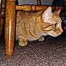 cat, orange_tabby, feline, pet, animal, crouching, sitting, indoors, wooden_chair, furniture, carpet, floor, whiskers, ears, eyes, fur, striped_coat, portrait, domestic_animal, cozy