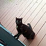 Gg joined the competition — help win amazing prizes! black_cat, cat, feline, green_eyes, animal, pet, outdoor, deck, wooden_deck, wood_planks, doorway, window, tail, standing, looking_up, fur, whiskers, portrait, daylight, home_exterior