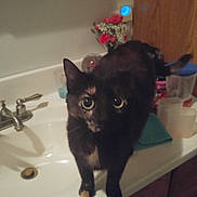 Gg is registered to the contest to win money with this photo: cat, black_cat, tortoiseshell, animal, pet, feline, green_eyes, sitting, bathroom, sink, vanity, faucet, countertop, flowers, soap, indoor, portrait, fur, whiskers, photography