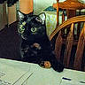 Gg joined the competition — help win amazing prizes! cat, black_cat, pet, animal, sitting, wide_eyes, ears, whiskers, paws, indoors, dining_room, table, chair, furniture, paper, documents, home, portrait, grainy, low_light