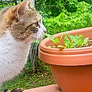 Luna joined the competition — help win amazing prizes! animal, background, cat, close_up, curious, daylight, feline, flora, flower_pot, garden, glove, greenery, leaf, nature, outdoor, pet, plant, side_profile, wood, wooden_railing