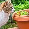 animal, background, cat, close_up, curious, daylight, feline, flora, flower_pot, garden, glove, greenery, leaf, nature, outdoor, pet, plant, side_profile, wood, wooden_railing