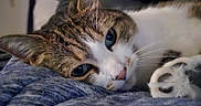 Luna is registered to the contest to win money with this photo: animal, blanket, blue_eyes, brown_fur, cat, close_up, cozy, cute, feline, indoors, paw, pet, pink_nose, portrait, relaxed, resting, sleepy, tabby, whiskers, white_fur