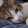 animal, blanket, blue_eyes, brown_fur, cat, close_up, cozy, cute, feline, indoors, paw, pet, pink_nose, portrait, relaxed, resting, sleepy, tabby, whiskers, white_fur
