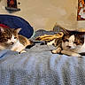 bed, bedroom, blanket, cat, cats, ears, felines, furniture, home, indoor, lying_down, paws, pet, portrait, relaxing, sitting, tabby, two_animals, whiskers, white_and_brown