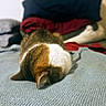 Luna joined the competition — help win amazing prizes! animal, bed, bedroom, blanket, brown_and_white, cat, clothing, cozy, fabric, funny_pose, home, indoor, lying_down, pet, portrait, relaxed, resting, sleeping, soft_lighting, tabby