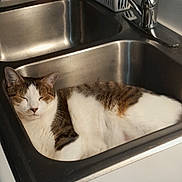 Max is registered to the contest to win money with this photo: cat, sleeping, pet, animal, white_fur, brown_fur, tabby, kitchen, sink, stainless_steel, faucet, dish_rack, mug, countertop, indoors, relaxed, lying_down, portrait, household, cozy