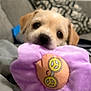 Honey joined the competition — help win amazing prizes! puppy, dog, toy, plush, purple, blanket, couch, indoor, cute, pet, animal, soft, snuggle, peace_sign, glasses, brown, fur, face, nose, ears