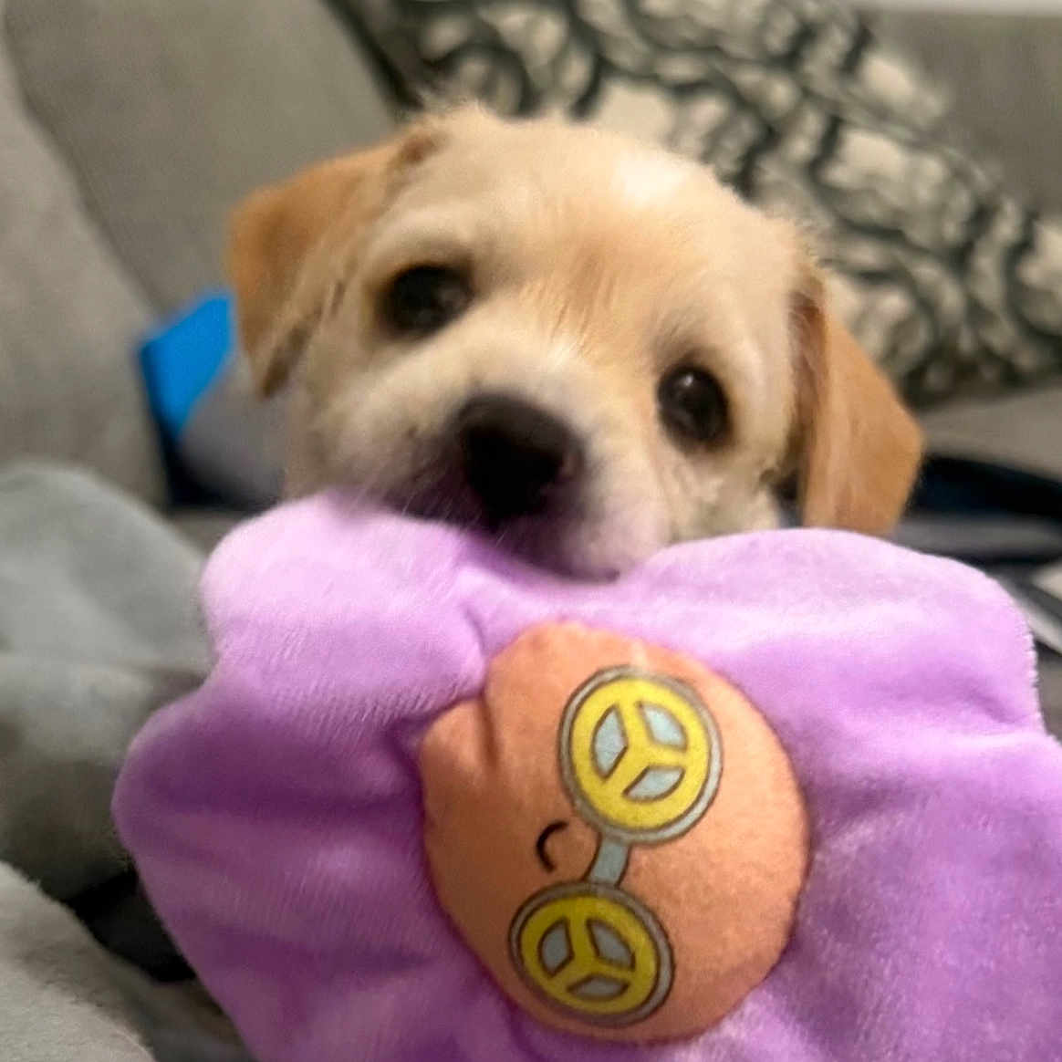 Honey joined the competition — help win amazing prizes! animal, blanket, brown, couch, cute, dog, ears, face, fur, glasses, indoor, nose, peace_sign, pet, plush, puppy, purple, snuggle, soft, toy