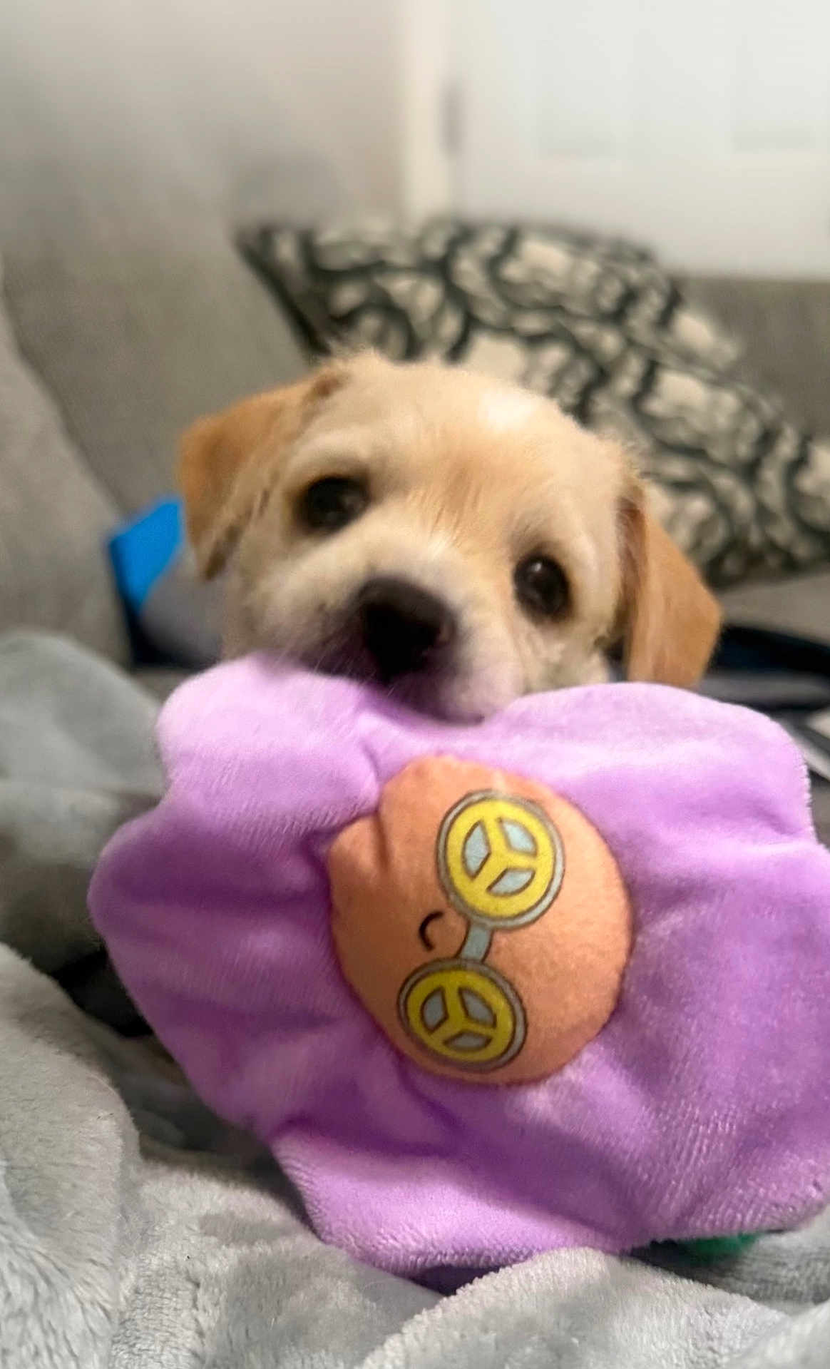 Honey joined the competition — help win amazing prizes! puppy, dog, toy, plush, purple, blanket, couch, indoor, cute, pet, animal, soft, snuggle, peace_sign, glasses, brown, fur, face, nose, ears