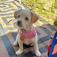 Honey is registered to the contest to win money with this photo: puppy, dog, pink_harness, collar, pet_tag, outdoor, mat, grass, dirt, small_dog, cute, sitting, animal, young_dog, leash, sunlight, patterned_mat, brown_fur, ears, face