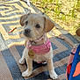 puppy, dog, pink_harness, collar, pet_tag, outdoor, mat, grass, dirt, small_dog, cute, sitting, animal, young_dog, leash, sunlight, patterned_mat, brown_fur, ears, face