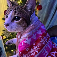 Evie joined the competition — help win amazing prizes! cat, animal, pet, sweater, knitwear, holiday, christmas_tree, ornaments, indoor, close_up, cute, fur, whiskers, ears, warm_lighting, festive, decorations, hand, portrait, background_blur