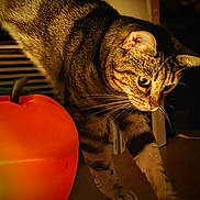 Yvette a rejoint le concours — aidez-le/la à gagner de superbes lots ! cat, tabby, stretching, orange_pumpkin, autumn, indoor, warm_lighting, whiskers, curious, feline, fur, closeup, pets, animal, domestic_cat, table, shadow, background, focus, cozy