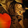cat, tabby, stretching, orange_pumpkin, autumn, indoor, warm_lighting, whiskers, curious, feline, fur, closeup, pets, animal, domestic_cat, table, shadow, background, focus, cozy