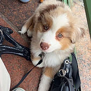 Athènes a rejoint le concours — aidez-le/la à gagner de superbes lots ! puppy, dog, pet, floor, shoes, bag, leash, brown_and_white, cute, fluffy, indoor, waiting, looking_up, collar, tile_floor, casual, footwear, accessory, young_dog, adorable