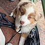 puppy, dog, pet, floor, shoes, bag, leash, brown_and_white, cute, fluffy, indoor, waiting, looking_up, collar, tile_floor, casual, footwear, accessory, young_dog, adorable