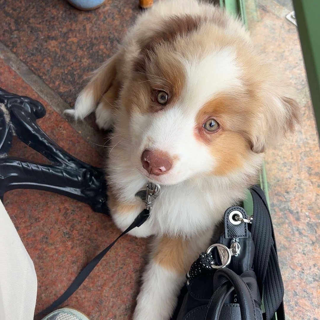 Athènes a rejoint le concours — aidez-le/la à gagner de superbes lots ! accessory, adorable, bag, brown_and_white, casual, collar, cute, dog, floor, fluffy, footwear, indoor, leash, looking_up, pet, puppy, shoes, tile_floor, waiting, young_dog