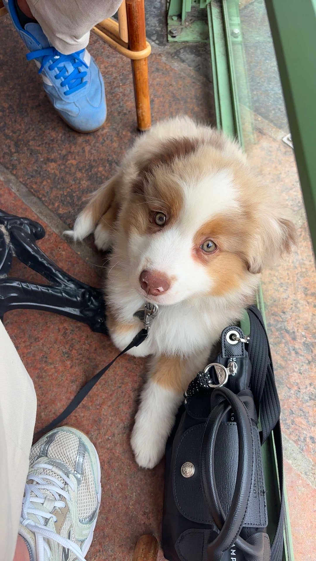 Athènes a rejoint le concours — aidez-le/la à gagner de superbes lots ! puppy, dog, pet, floor, shoes, bag, leash, brown_and_white, cute, fluffy, indoor, waiting, looking_up, collar, tile_floor, casual, footwear, accessory, young_dog, adorable