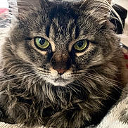 Shayna is registered to the contest to win money with this photo: cat, tabby, fluffy, close_up, green_eyes, whiskers, feline, pet, indoor, blanket, resting, fur, animal, cute, mammal, portrait, domestic_cat, soft, cozy, relaxed