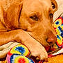 Crumble is registered to the contest to win money with this photo: dog, golden_retriever, resting, sleepy, plush_toy, tie_dye, colorful, paw, nose, fur, pet, indoor, cozy, blanket, quilted, closeup, animal, cute, relaxed, companion