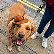 Crumble is registered to the contest to win money with this photo: dog, golden_retriever, hat, cowboy_hat, bandana, leash, sidewalk, street, person, shoes, jeans, red_shirt, smiling_dog, outdoor, urban, pavement, happy, pet, canine, walking