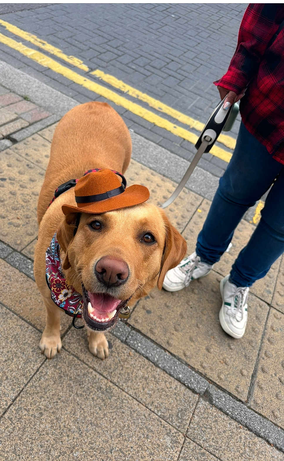 Crumble is registered to the contest to win money with this photo: dog, golden_retriever, hat, cowboy_hat, bandana, leash, sidewalk, street, person, shoes, jeans, red_shirt, smiling_dog, outdoor, urban, pavement, happy, pet, canine, walking