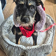 Bella participe au concours pour gagner de l'argent avec cette photo : puppy, dog, black_and_tan, scruffy, portrait, fluffy, small_dog, pet, animal, cute, curious, wide_eyes, red_clothing, hood, leash, dog_bed, plush, indoor, wooden_floor, close_up