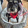 puppy, dog, black_and_tan, scruffy, portrait, fluffy, small_dog, pet, animal, cute, curious, wide_eyes, red_clothing, hood, leash, dog_bed, plush, indoor, wooden_floor, close_up