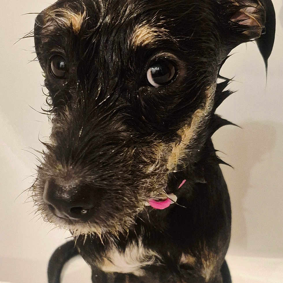 Bella participe au concours pour gagner de l'argent avec cette photo : dog, puppy, wet_fur, bath, sink, bathroom, grooming, black_fur, white markings, brown_markings, large_eyes, floppy_ears, collar, pink_tag, sitting, portrait, indoor, pet, shampoo, funny_expression
