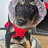 Bella a rejoint le concours — aidez-le/la à gagner de superbes lots ! puppy, dog, pet, animal, portrait, close_up, red_hood, costume, bow, fluffy, black_fur, tan_markings, brown_eyes, cute, sitting, pet_bed, blanket, indoors, wood_floor, adorable