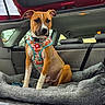 T-Bag a rejoint le concours — aidez-le/la à gagner de superbes lots ! dog, pit_bull, pet, animal, sitting, car, vehicle, trunk, harness, collar, dog_bed, gray_bedding, brown_fur, white_markings, open_hatch, backseat, interior, portrait, outdoor_light, road_trip