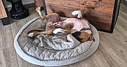 T-Bag a rejoint le concours — aidez-le/la à gagner de superbes lots ! dog, sleeping, upside_down, belly_up, spotted, short_hair, pet_bed, blanket, indoor, home, floor, wooden_floor, furniture, cabinet, lamp, cozy, relaxed, resting, collar, cute