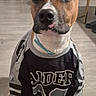 T-Bag participe au concours pour gagner de l'argent avec cette photo : dog, pet, portrait, sitting, jersey, sportswear, football, black_and_white, brown_fur, white_fur, large_ears, floppy_ears, tongue, collar, indoor, home, floor, furniture, front_view, cute
