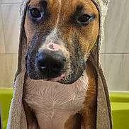 T-Bag a rejoint le concours — aidez-le/la à gagner de superbes lots ! dog, bathroom, towel, turban, wet, freshly_bathed, portrait, close_up, sitting, brown_and_white, short_hair, pet, canine, facial_expression, serious, funny, indoor, tile, bathtub, grooming