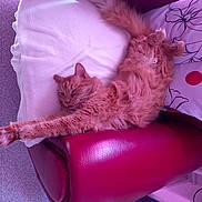 Caramel a rejoint le concours — aidez-le/la à gagner de superbes lots ! carnivore, cat, cat_bed, cat_supply, claw, comfort, couch, domestic_short_haired_cat, fawn, felidae, fur, leg, magenta, paw, pink, purple, room, small_to_medium_sized_cats, tail, whiskers