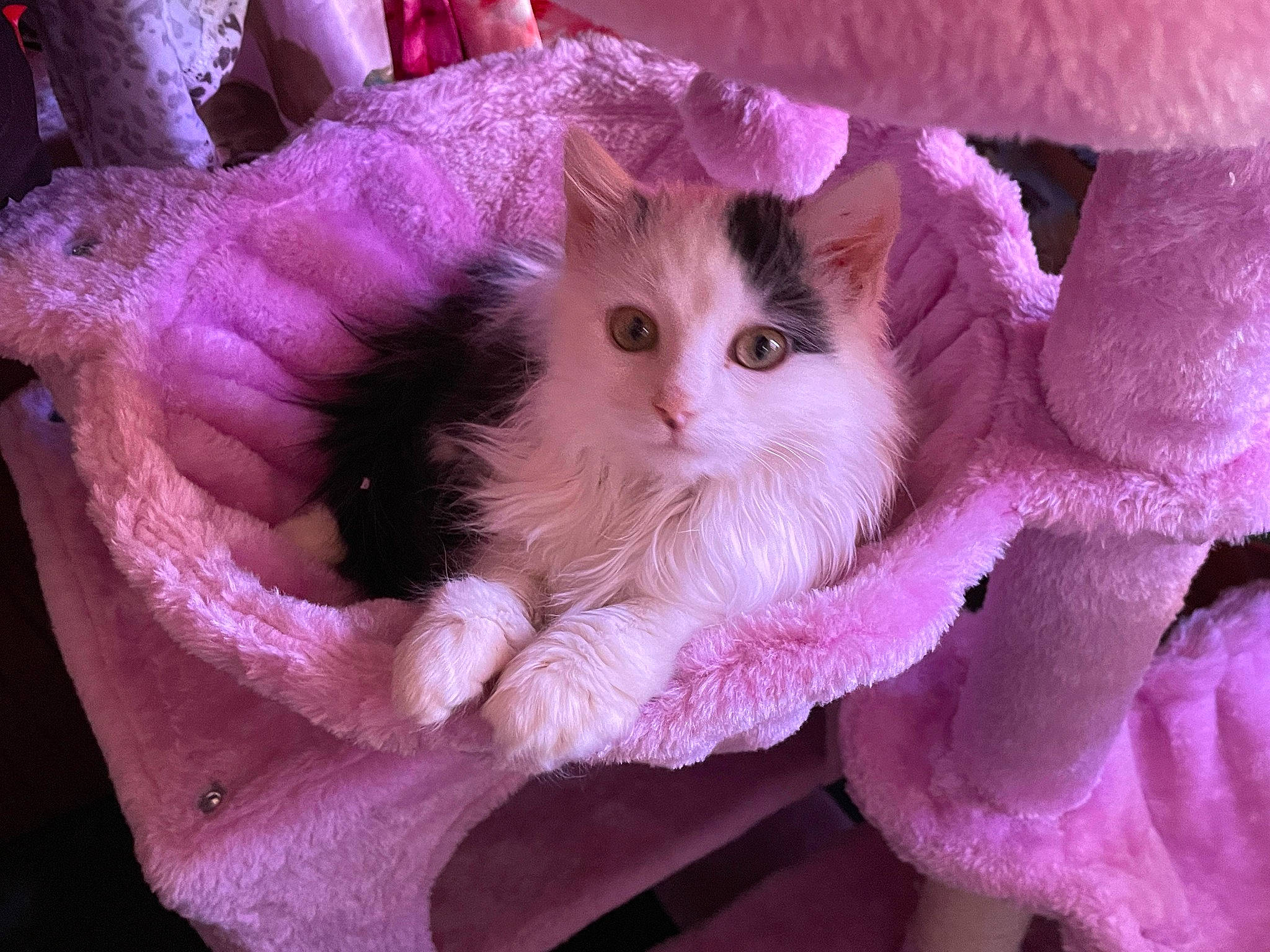 Sweetie joined the competition — help win amazing prizes! carnivore, cat, claw, domestic_short_haired_cat, fawn, felidae, fur, knitting, magenta, nail, paw, petal, pink, plant, purple, small_to_medium_sized_cats, stuffed_toy, thread, whiskers, wool