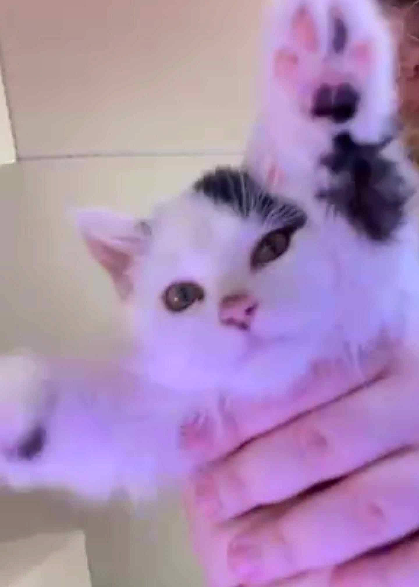 Sweetie joined the competition — help win amazing prizes! carnivore, cat, domestic_short_haired_cat, eyelash, felidae, foot, fur, nail, paw, photo_caption, small_to_medium_sized_cats, snout, tail, whiskers