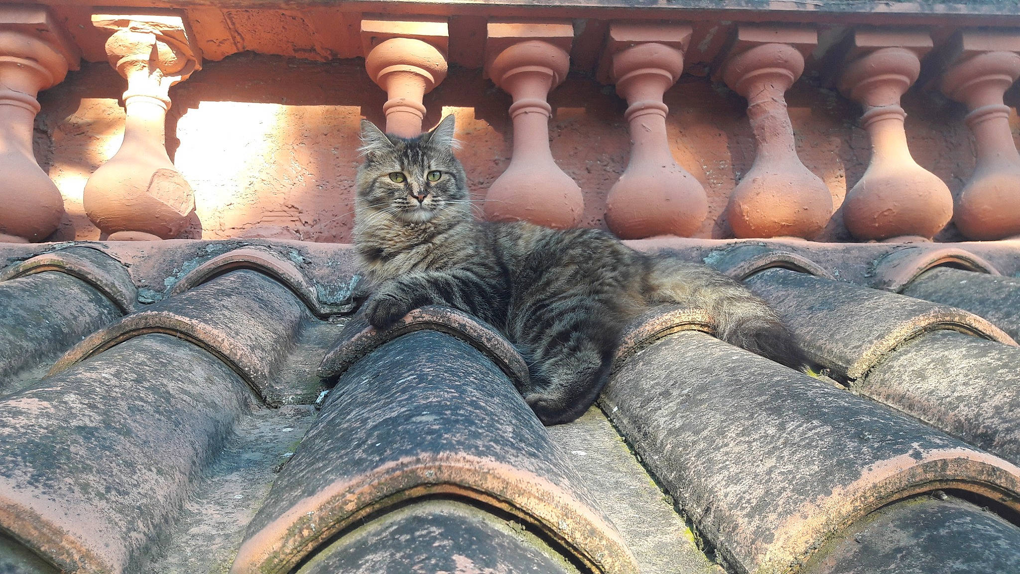Lady participe au concours pour gagner de l'argent avec cette photo : architecture, art, baluster, carving, cat, column, felidae, metal, sculpture, small_to_medium_sized_cats, statue, stone_carving, temple, whiskers