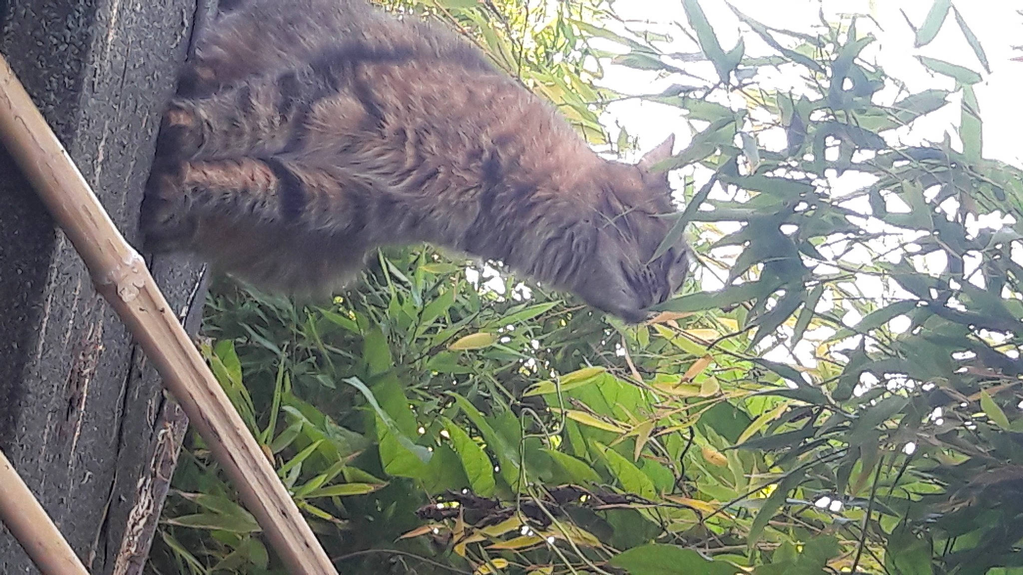 Lady a rejoint le concours — aidez-le/la à gagner de superbes lots ! branch, carnivore, cat, felidae, grass, plant, small_to_medium_sized_cats, whiskers, wild_cat, wildlife