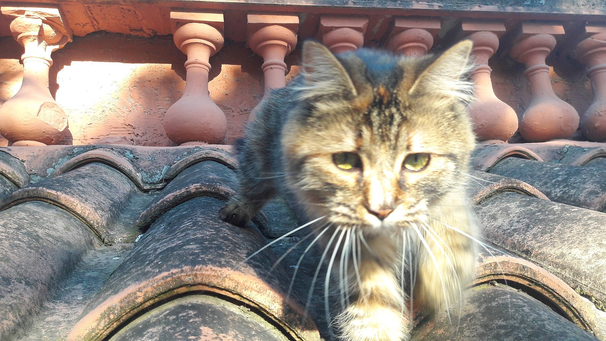 Lady a rejoint le concours — aidez-le/la à gagner de superbes lots ! aegean_cat, asian, carnivore, cat, domestic_short_haired_cat, dragon_li, european_shorthair, eye, felidae, kitten, maine_coon, norwegian_forest_cat, pixie_bob, sky, small_to_medium_sized_cats, snout, tabby_cat, whiskers, wild_cat