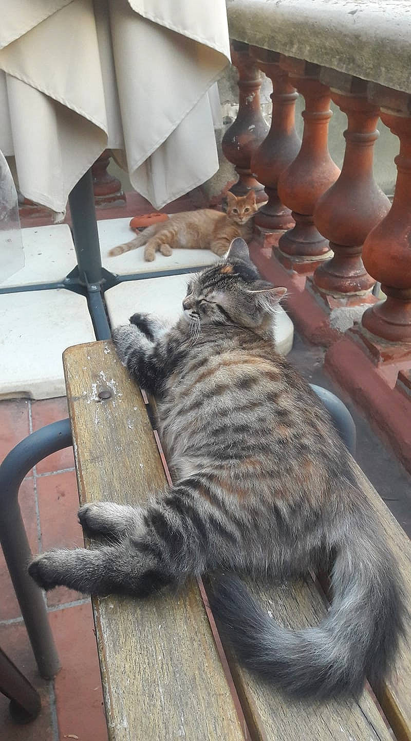 Lady participe au concours pour gagner de l'argent avec cette photo : carnivore, cat, domestic_short_haired_cat, dragon_li, european_shorthair, felidae, small_to_medium_sized_cats, tabby_cat, tail, whiskers, wood