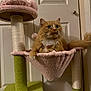 Sunday joined the competition — help win amazing prizes! cat, orange_cat, cat_tree, hammock, indoor, pet, feline, fur, whiskers, alert, cozy, pink, green, white_door, playful, collar, animal, cute, relaxed, home