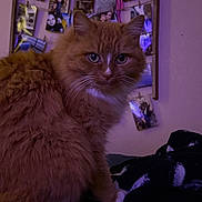 Sunday is registered to the contest to win money with this photo: cat, orange_cat, fluffy, pet, indoor, purple_lighting, blanket, cozy, wall_photos, photo_collage, whiskers, fur, cute, animal, feline, portrait, sitting, domestic, home, relaxed